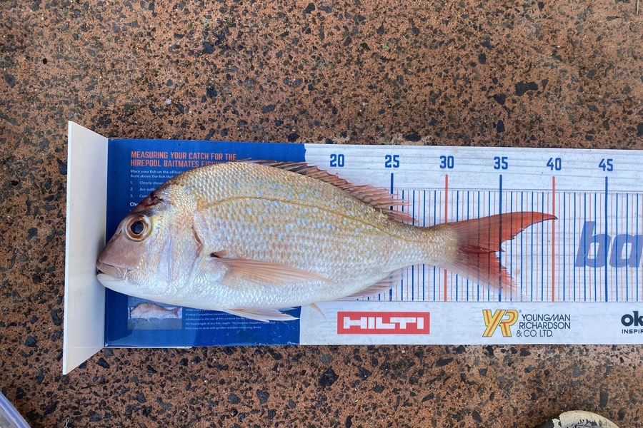 Melissa Mobbs caught this 34.5cm Snapper at Pauanui  during The Hirepool Baitmates Fishing Comp