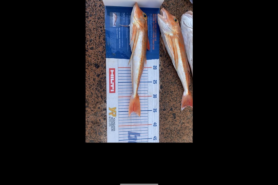 Shawn Beer caught this 35.0cm Gurnard at Pauanui during The Hirepool Baitmates Fishing Comp