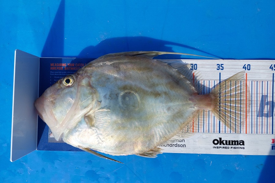 Barry  Howard caught this 40.5cm John Dory at Hauraki Gulf during The Hirepool Baitmates Fishing Comp
