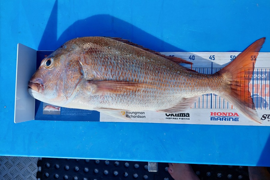 Barry  Howard caught this 54.0cm Snapper at Hauraki Gulf during The Hirepool Baitmates Fishing Comp