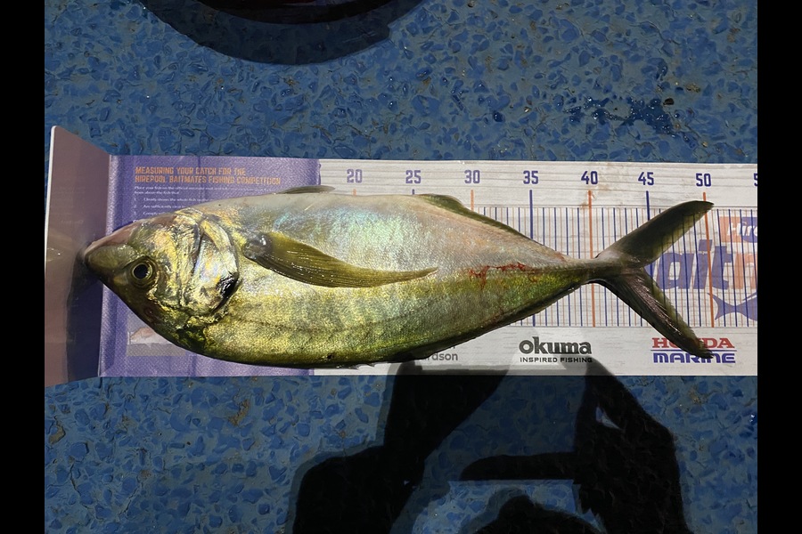 Caleb Kauta caught this 44.0cm Trevally at Tauranga  during The Hirepool Baitmates Fishing Comp
