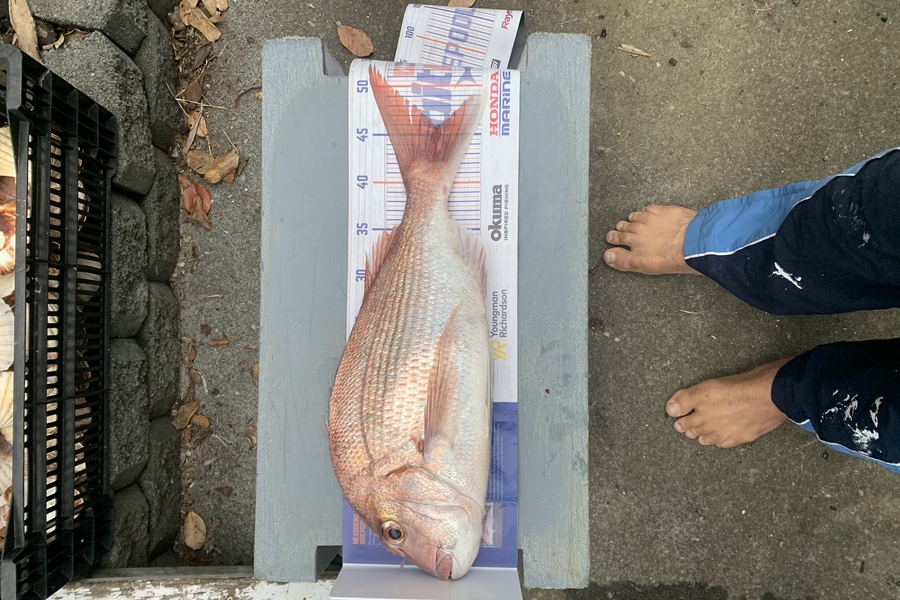Matt Harrison caught this 45.5cm Snapper at Bream Bay during The Hirepool Baitmates Fishing Comp