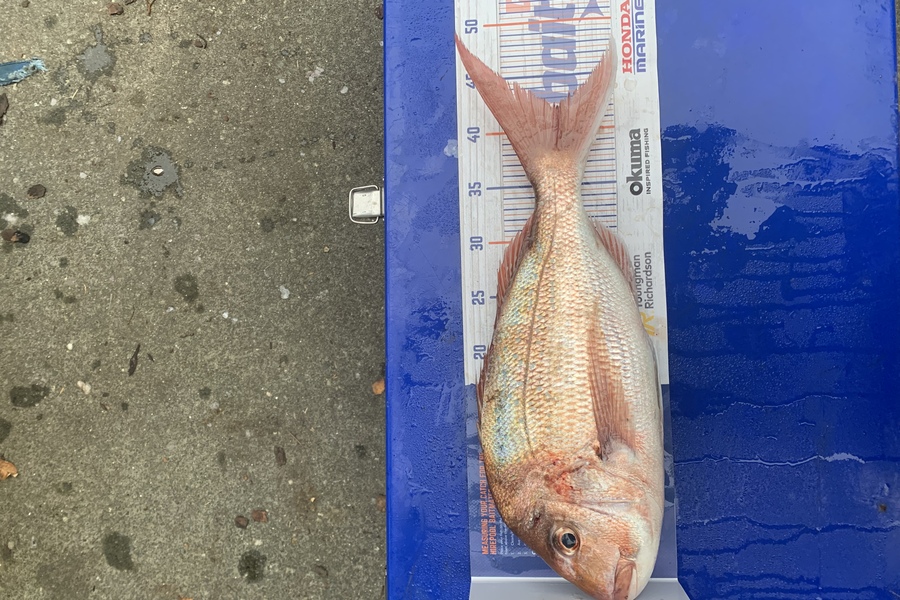 Matt Harrison caught this 42.5cm Snapper at Whangarei harbour  during The Hirepool Baitmates Fishing Comp