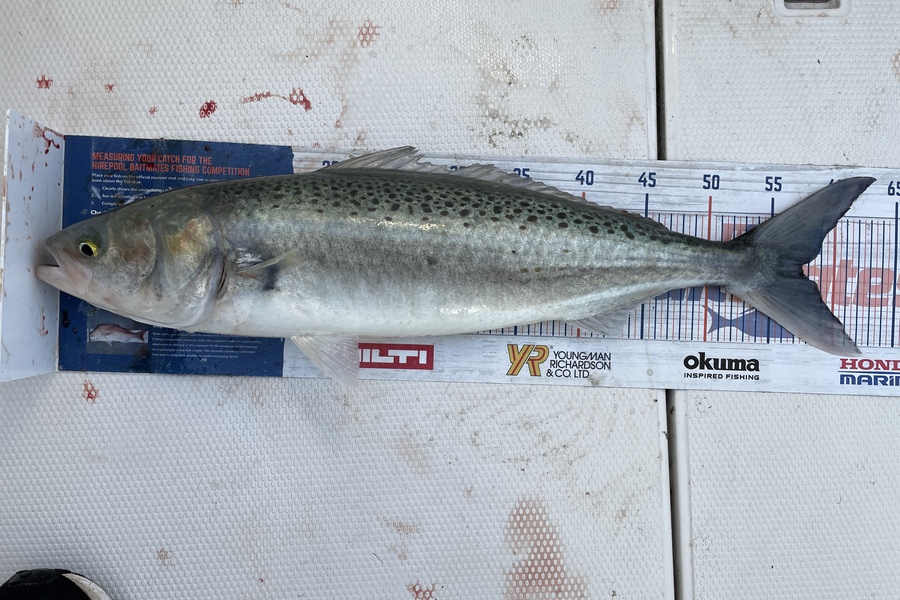 David Ross caught this 57.5cm Kahawai at Hauraki Gulf during The Hirepool Baitmates Fishing Comp