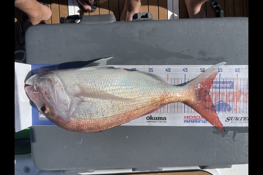 Michael Kumerich caught this 52.0cm Snapper at Tiri during The Hirepool Baitmates Fishing Comp