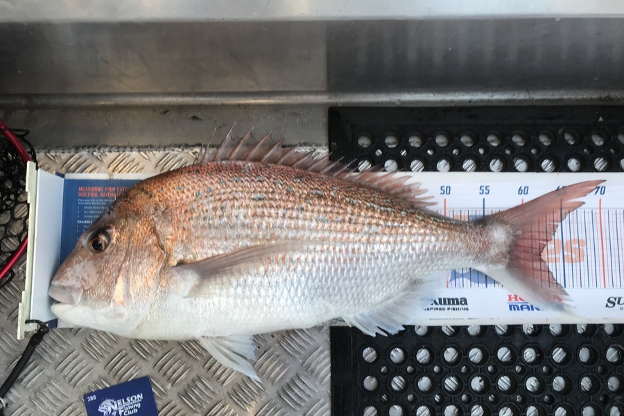 Alan Rose caught this 62.0cm Snapper at Tasman bay Nelson  during The Hirepool Baitmates Fishing Comp