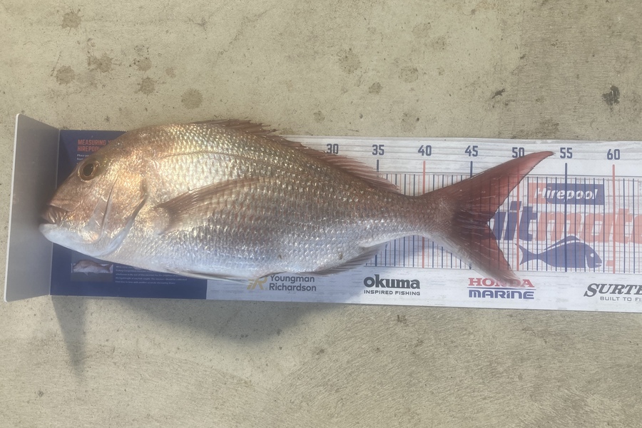 Graeme Duncan caught this 46.5cm Snapper at Bop during The Hirepool Baitmates Fishing Comp