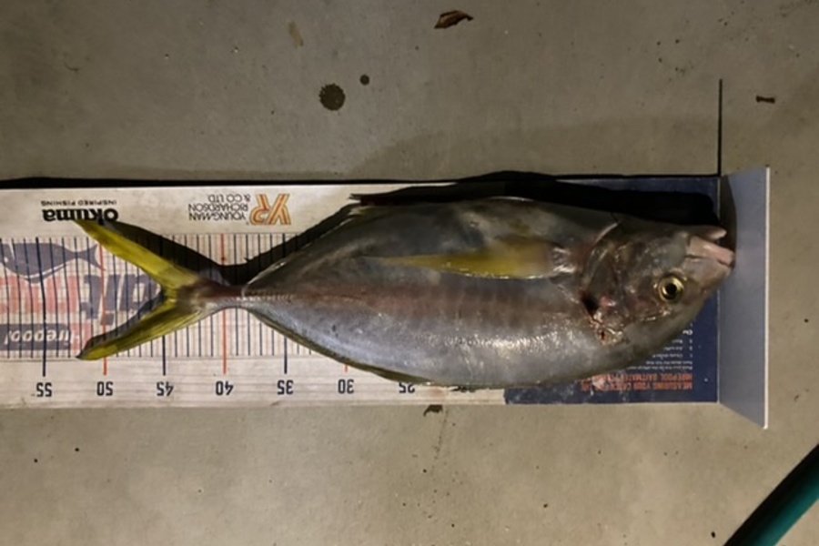 Mark Ray caught this 45.0cm Trevally at Bop during The Hirepool Baitmates Fishing Comp