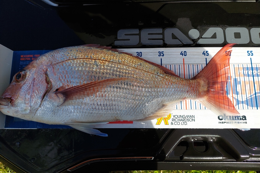 REECE TAWHARU caught this 48.5cm Snapper at Foxton during The Hirepool Baitmates Fishing Comp