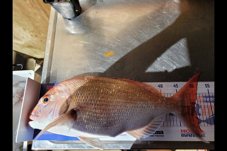 Ricky  Blanken caught this 50.0cm Snapper at Manukau harbor  during The Hirepool Baitmates Fishing Comp