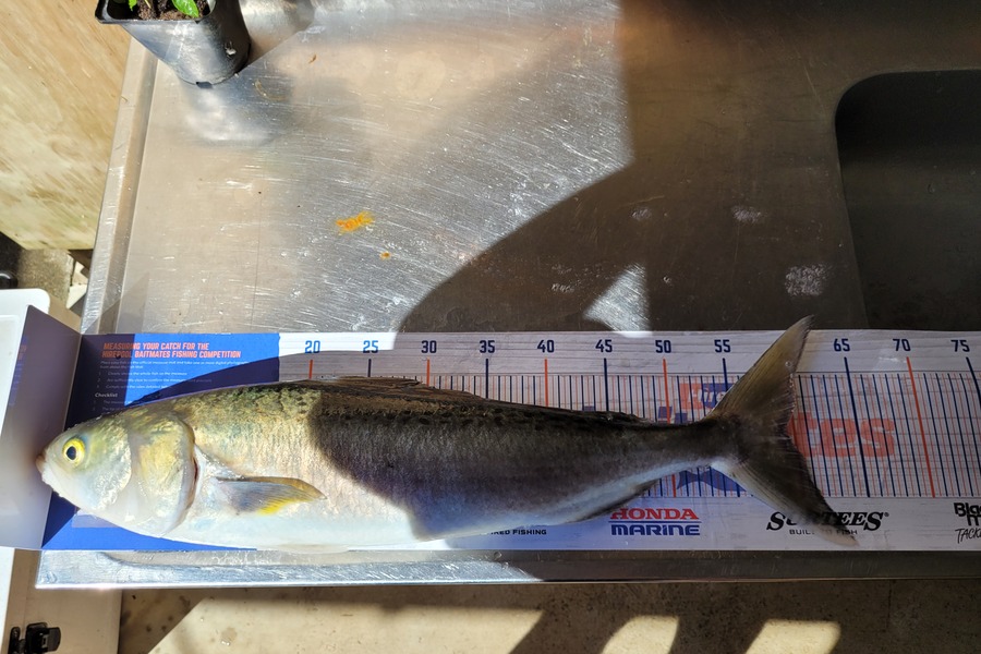 Ricky  Blanken caught this 59.5cm Kahawai at Manukau harbor  during The Hirepool Baitmates Fishing Comp