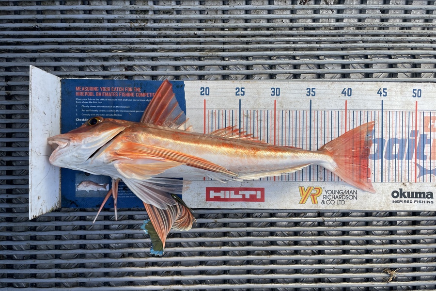 Angel Emtage caught this 43.0cm Gurnard at Kaipara Harbour  during The Hirepool Baitmates Fishing Comp