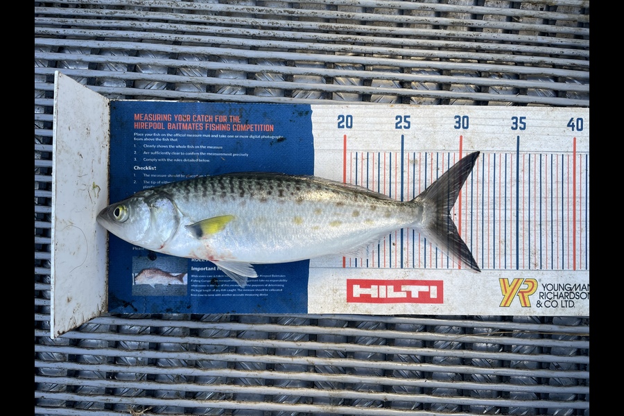 Angel Emtage caught this 29.0cm Kahawai at Kaipara Harbour  during The Hirepool Baitmates Fishing Comp