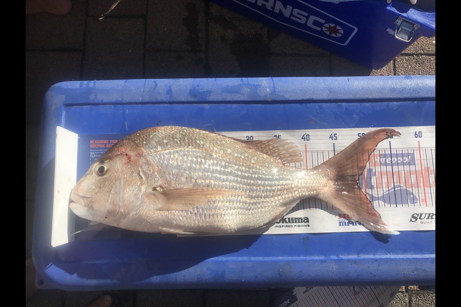 John Morris caught this 49.0cm Snapper at Coromandel  during The Hirepool Baitmates Fishing Comp
