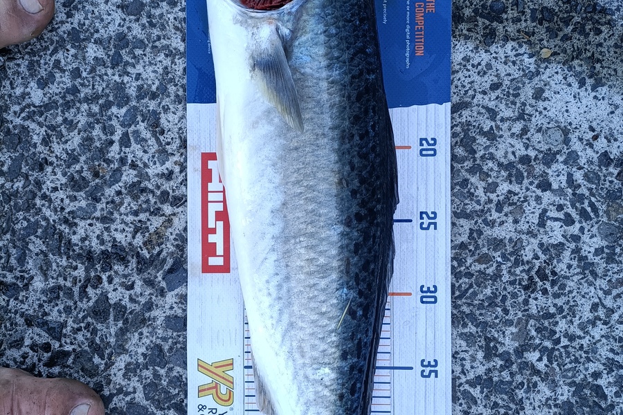 Andrew Cornelder caught this 49.5cm Kahawai at Tauranga  during The Hirepool Baitmates Fishing Comp