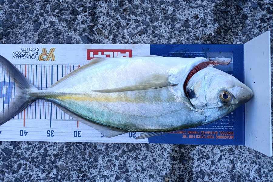 Andrew Cornelder caught this 41.0cm Trevally at Tauranga  during The Hirepool Baitmates Fishing Comp