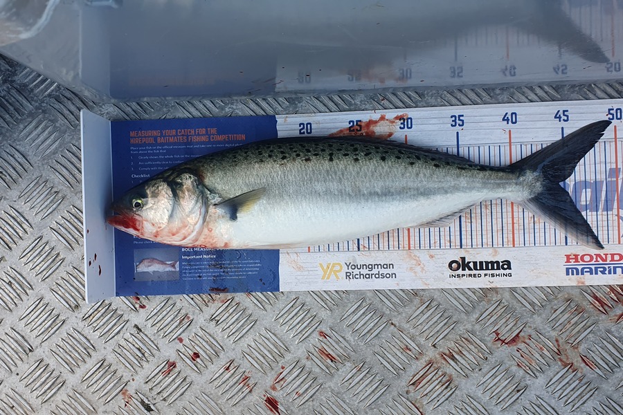 Hamish Woods caught this 44.5cm Kahawai at Mana during The Hirepool Baitmates Fishing Comp