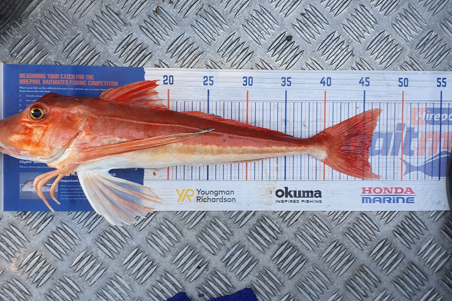 Hamish Woods caught this 45.5cm Gurnard at Mana during The Hirepool Baitmates Fishing Comp