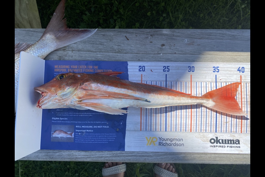 Rach Dawson caught this 38.5cm Gurnard at Orewa, Akl during The Hirepool Baitmates Fishing Comp