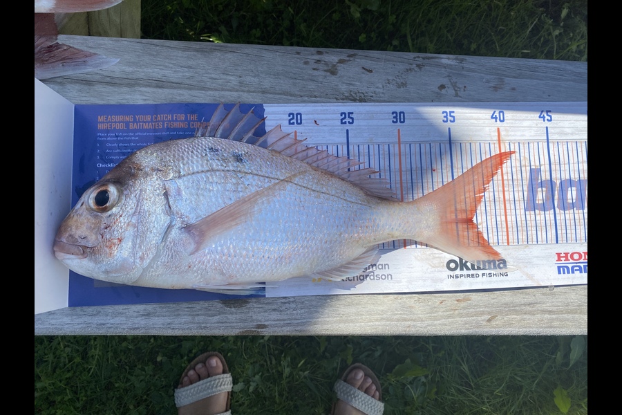 Rach Dawson caught this 36.5cm Snapper at Orewa during The Hirepool Baitmates Fishing Comp