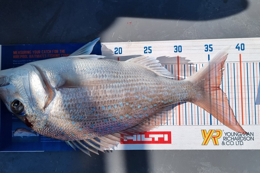 Suzanne Barker caught this 36.5cm Snapper at Whangamata during The Hirepool Baitmates Fishing Comp