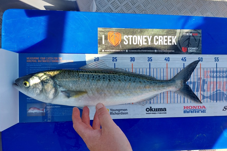 Kelsey McLauchlan caught this 45.5cm Kahawai at Mercury bay during The Hirepool Baitmates Fishing Comp