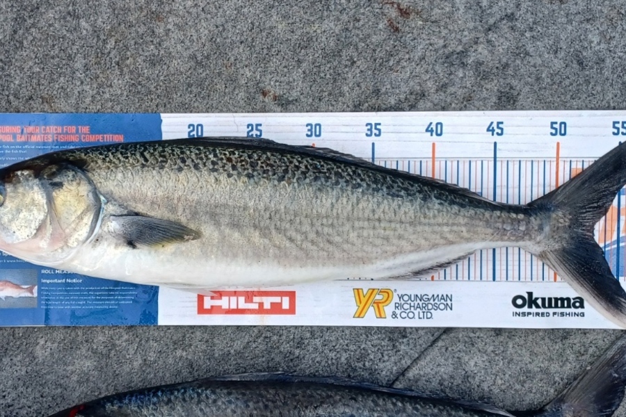 Karen Moffatt-McLeod caught this 53.0cm Kahawai at Whitianga during The Hirepool Baitmates Fishing Comp