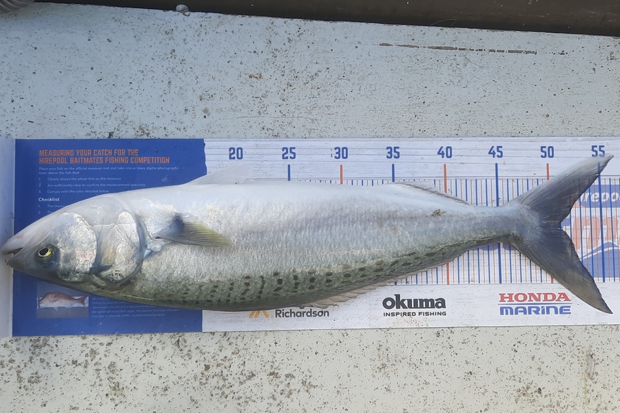 Jason Stewart caught this 51.0cm Kahawai at Wellington harbour during The Hirepool Baitmates Fishing Comp