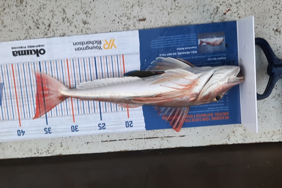 Jason Stewart caught this 36.0cm Gurnard at Wellington harbour during The Hirepool Baitmates Fishing Comp