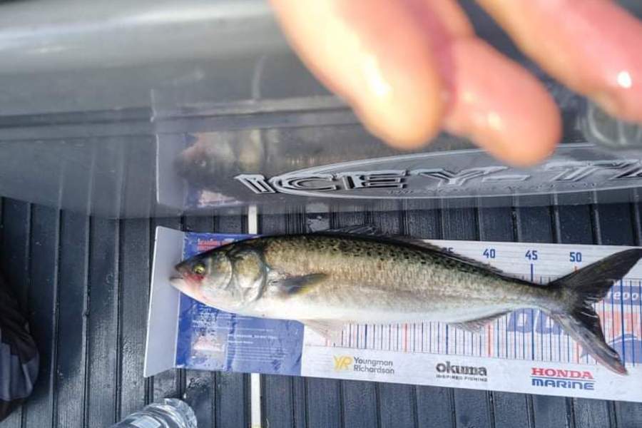 Colin Carroll caught this 51.5cm Kahawai at Little barrier  during The Hirepool Baitmates Fishing Comp
