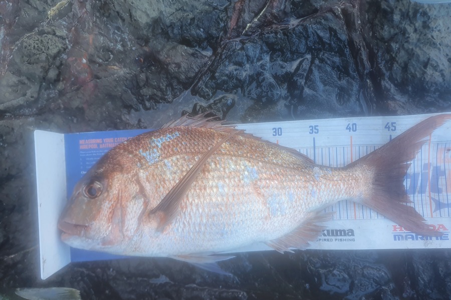 Ben Cullen caught this 46.5cm Snapper at Far north during The Hirepool Baitmates Fishing Comp