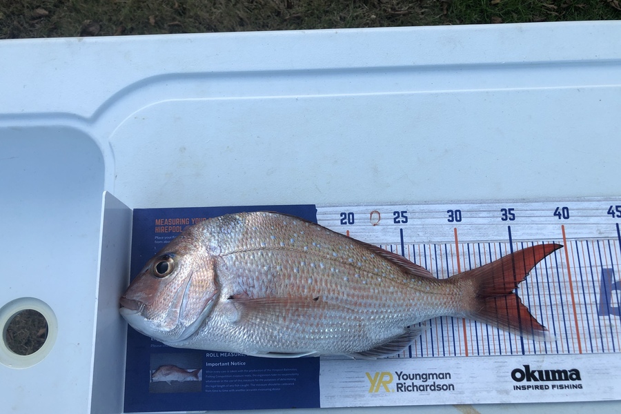 Tony Flowers caught this 34.5cm Snapper at West coast during The Hirepool Baitmates Fishing Comp
