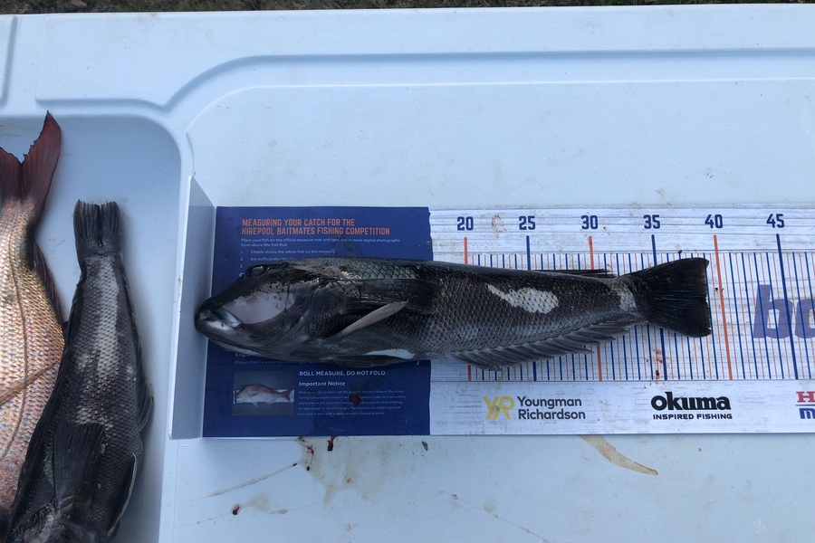 Tony Flowers caught this 38.5cm Blue Cod at West coast during The Hirepool Baitmates Fishing Comp