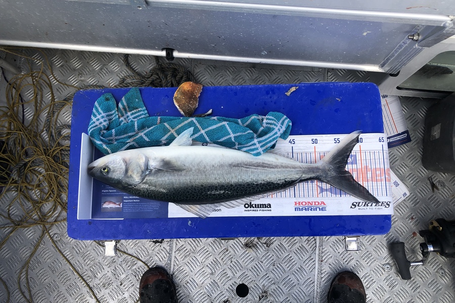 Tony Flowers caught this 56.0cm Kahawai at West coast during The Hirepool Baitmates Fishing Comp