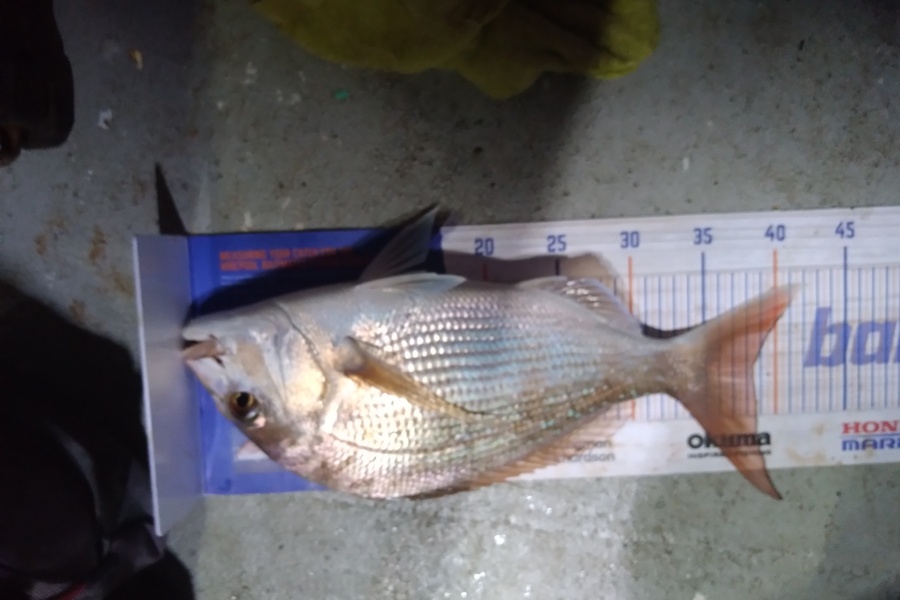 Sam earle caught this 38.5cm Snapper at Manukau harbour  during The Hirepool Baitmates Fishing Comp