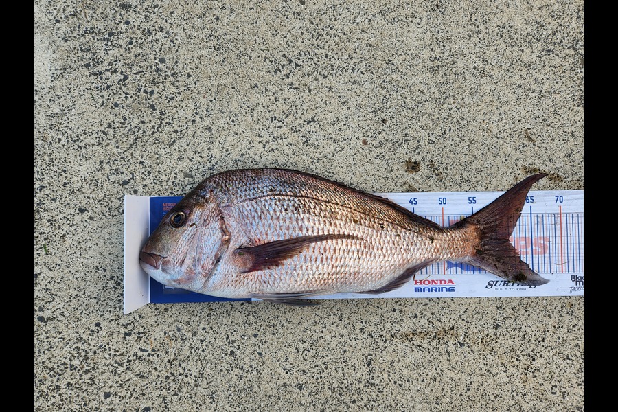 Jared Clarke caught this 61.0cm Snapper at Whitianga during The Hirepool Baitmates Fishing Comp
