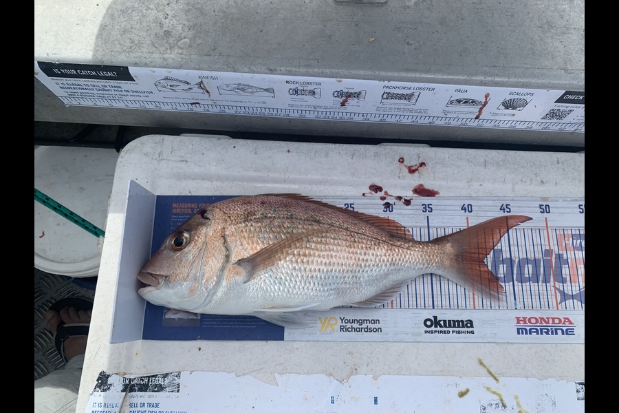 Shaun Powell caught this 41.5cm Snapper at Rangitoto island during The Hirepool Baitmates Fishing Comp
