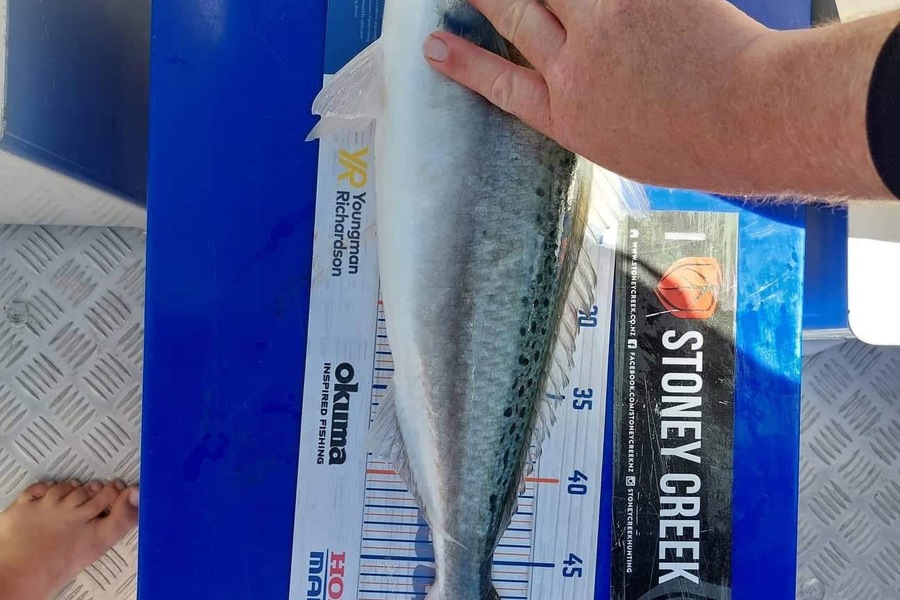 Matt Simpson caught this 52.0cm Kahawai at Mercury Bay Whitianga during The Hirepool Baitmates Fishing Comp