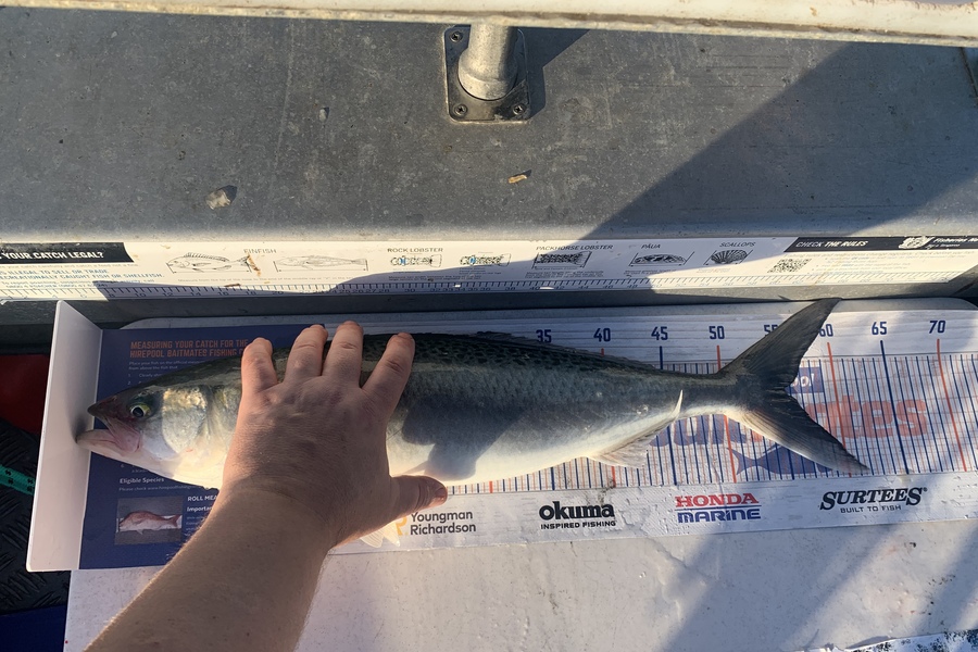 Shaun Powell caught this 55.5cm Kahawai at Rangitoto Island  during The Hirepool Baitmates Fishing Comp
