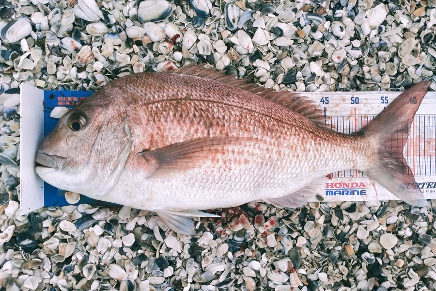 Ben Moretti caught this 58.0cm Snapper at Te oneroa a tohe during The Hirepool Baitmates Fishing Comp