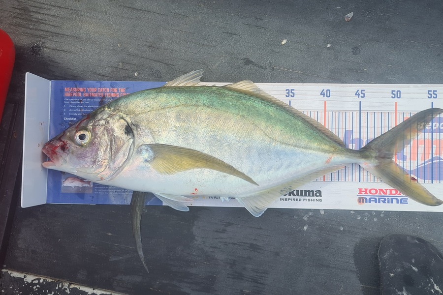 Dalkeith Matiaha caught this 49.5cm Trevally at Mana during The Hirepool Baitmates Fishing Comp