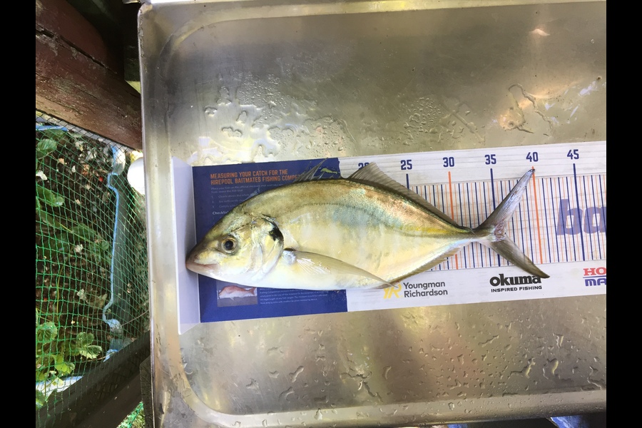 Philip Clark caught this 36.0cm Trevally at Manukau Harbour  during The Hirepool Baitmates Fishing Comp
