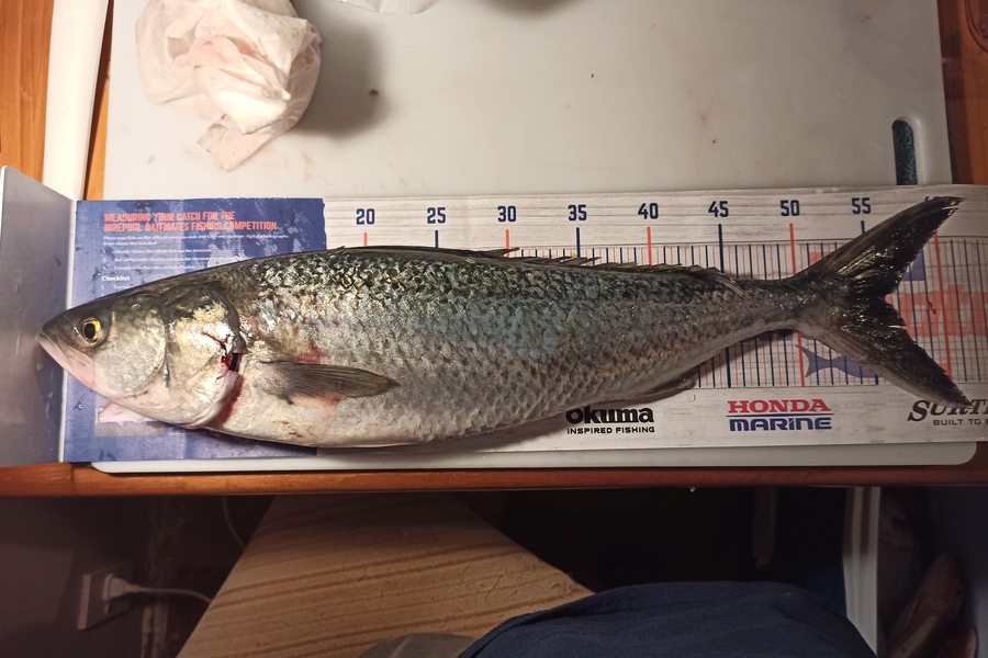 Duncan Pringle caught this 56.0cm Kahawai at Wellington harbour during The Hirepool Baitmates Fishing Comp