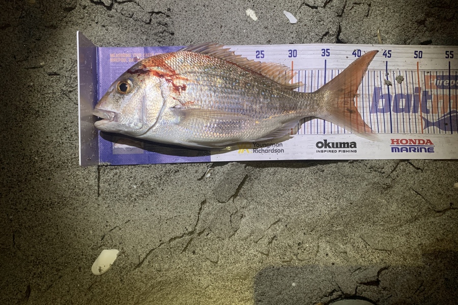 Josh Jellard caught this 39.5cm Snapper at Pikowai during The Hirepool Baitmates Fishing Comp