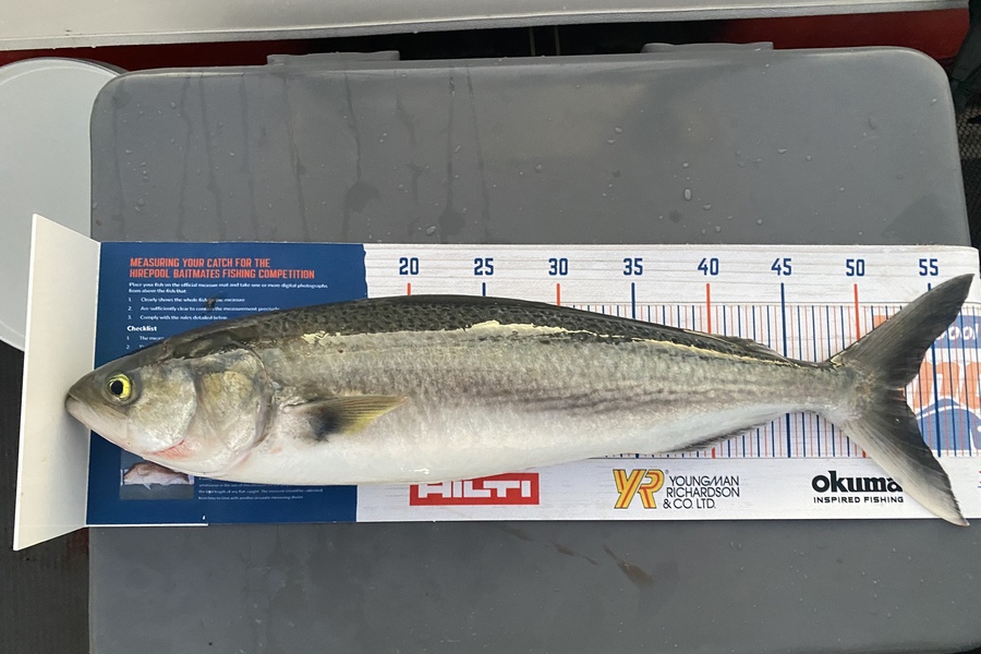 Ian Pedersen caught this 52.5cm Kahawai at BOP during The Hirepool Baitmates Fishing Comp
