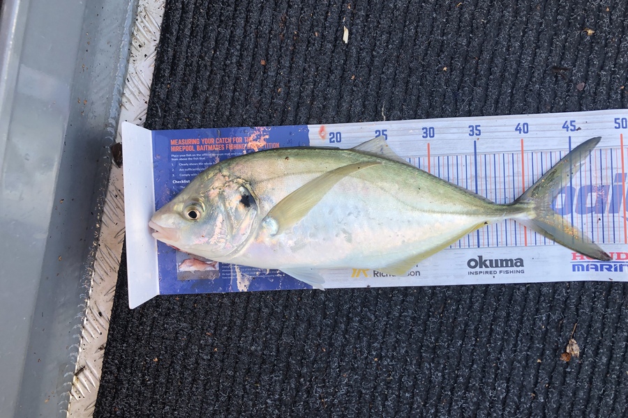 Dean Taylor caught this 42.5cm Trevally at Tauranga  during The Hirepool Baitmates Fishing Comp