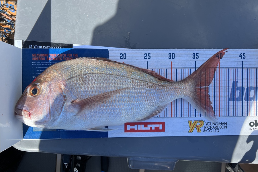 Melissa Martin caught this 37.5cm Snapper at BOP during The Hirepool Baitmates Fishing Comp