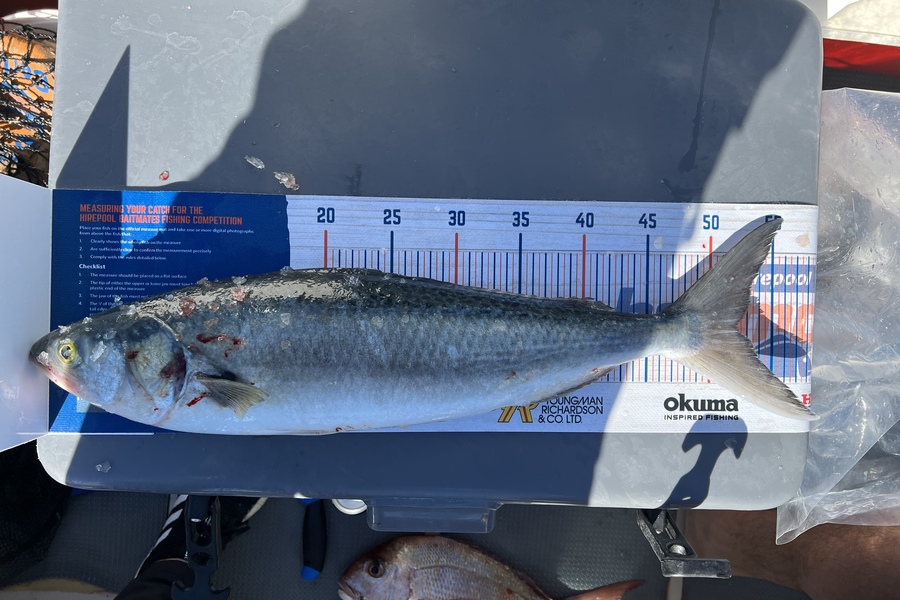 Melissa Martin caught this 52.0cm Kahawai at BOP during The Hirepool Baitmates Fishing Comp