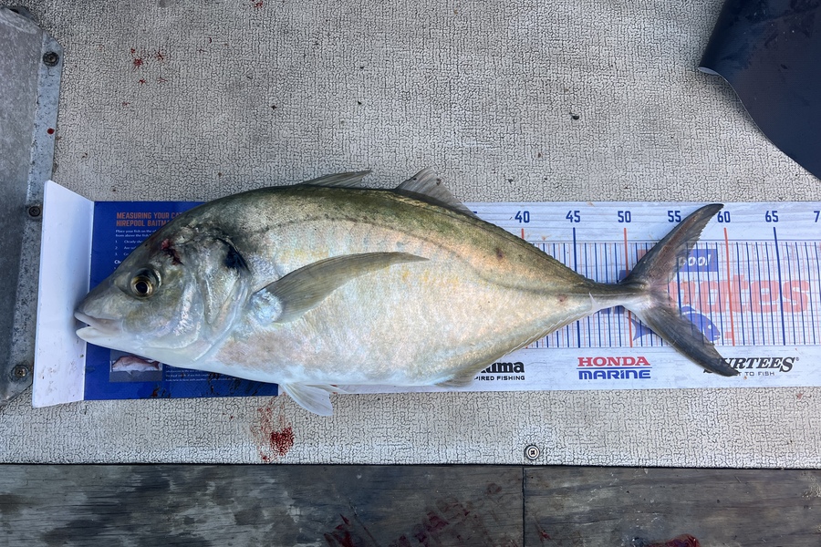 Kevin Bustard caught this 53.5cm Trevally at Tauranga  during The Hirepool Baitmates Fishing Comp