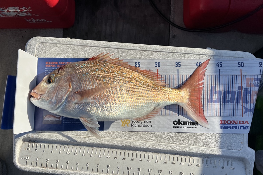 Kevin Bustard caught this 40.5cm Snapper at Tauranga  during The Hirepool Baitmates Fishing Comp